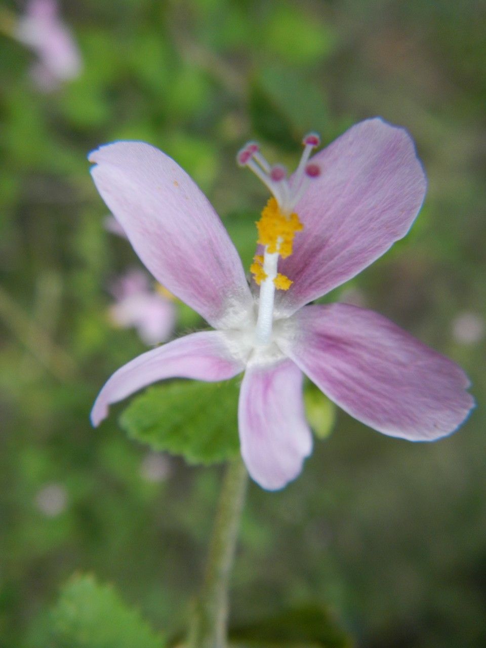 Hibiscus meyeri flower