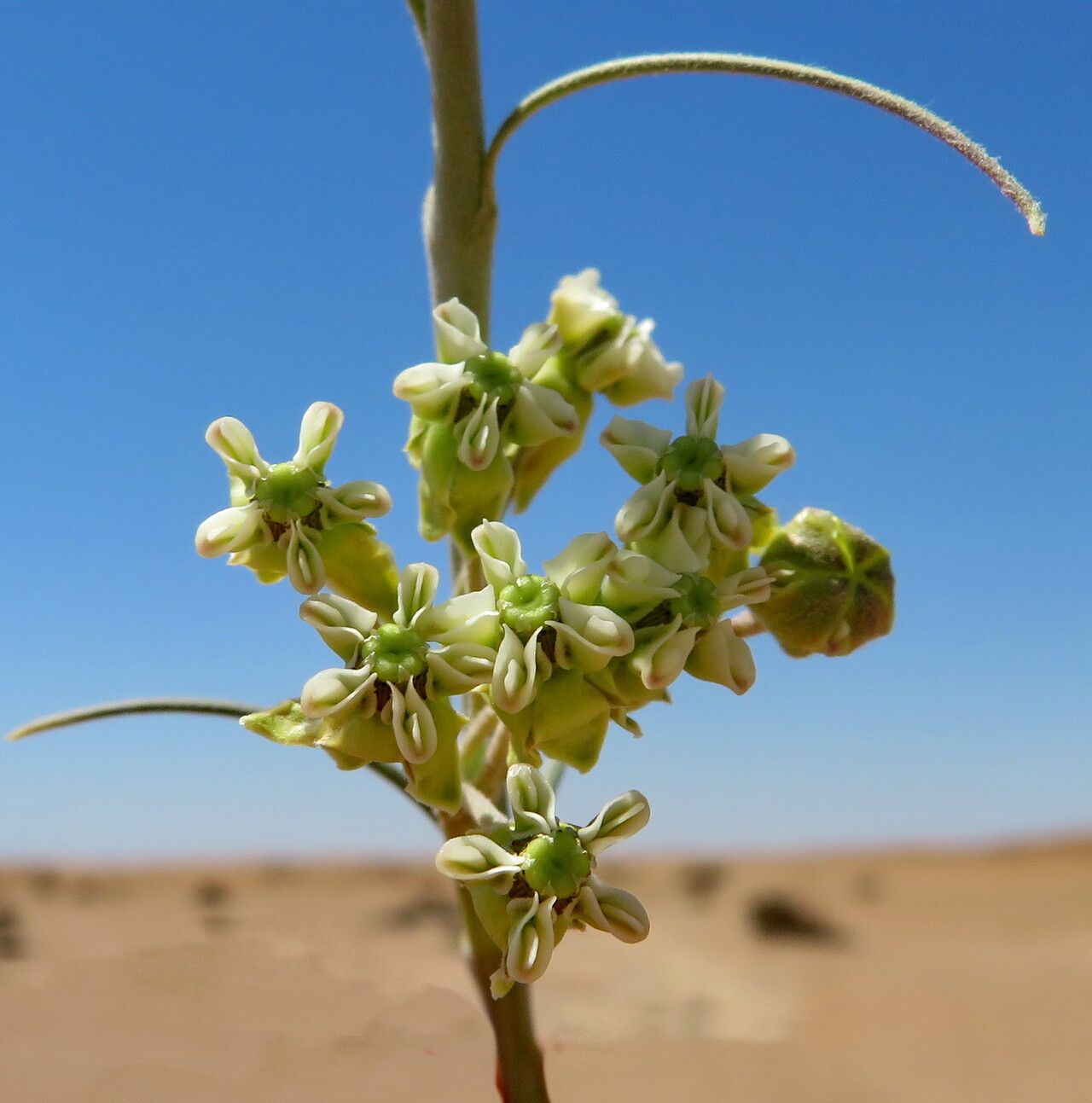 Gomphocarpus filiformis flower