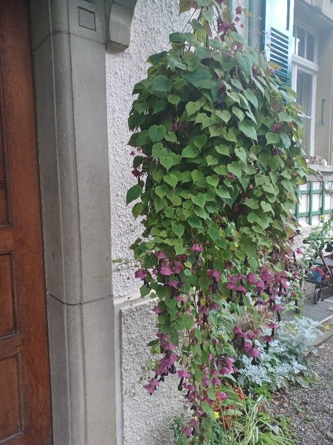 Rhodochiton atrosanguineum habit