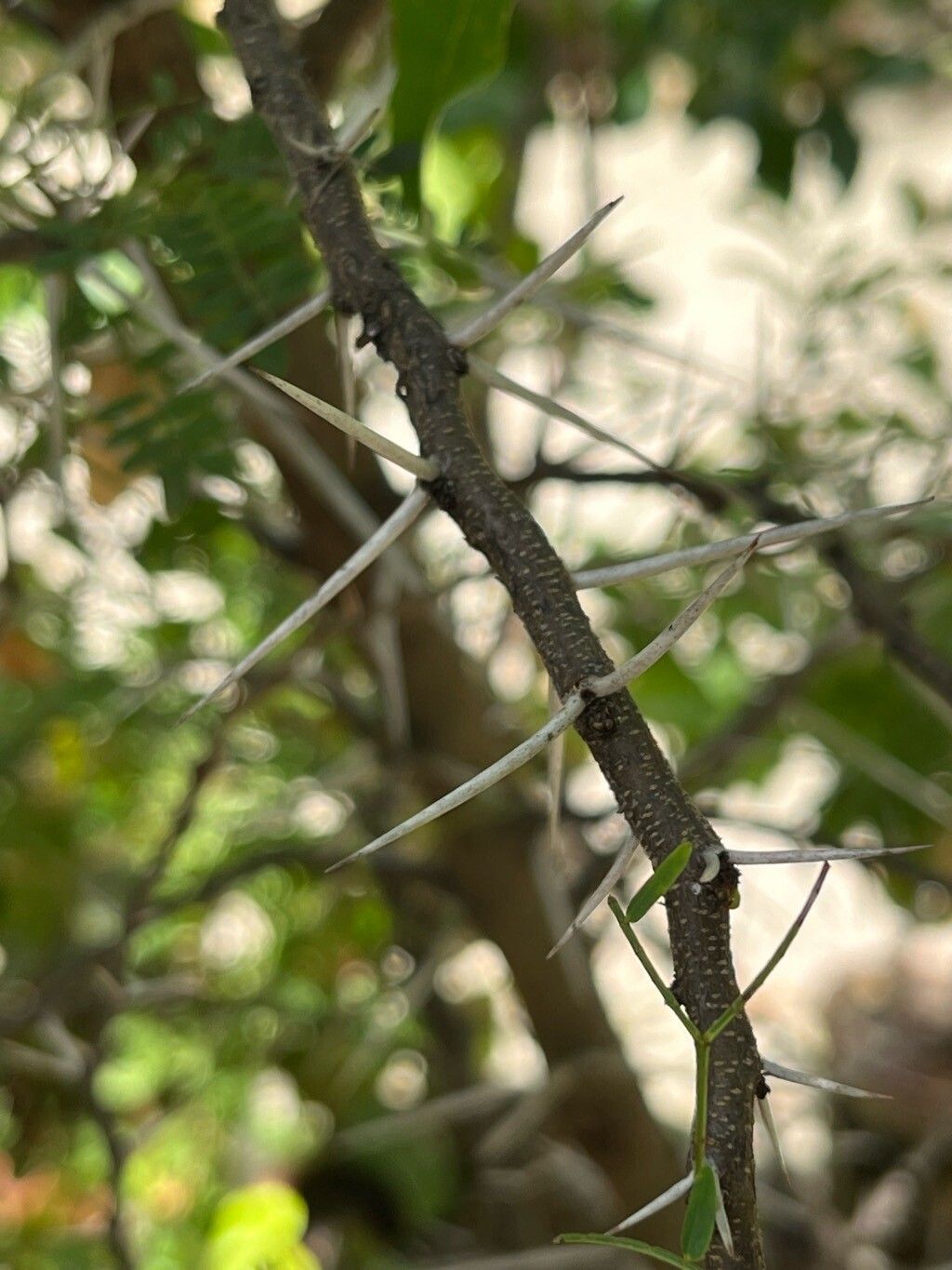 Vachellia horrida bark