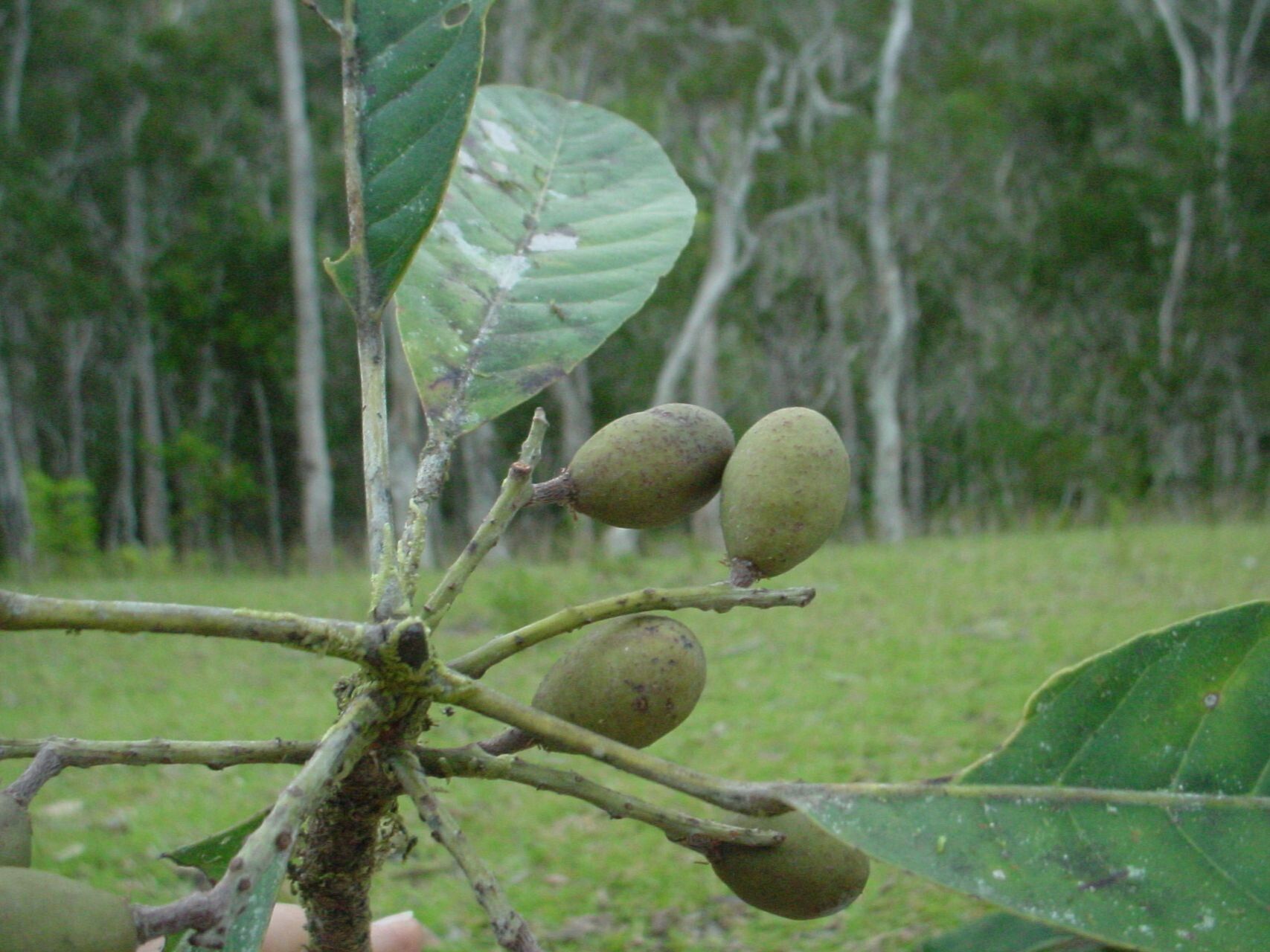 Elaeocarpus weibelianus — houseplant care guide