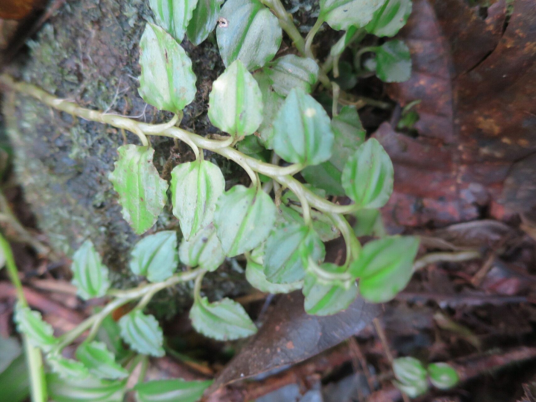 Liparis goodyeroides — houseplant care guide