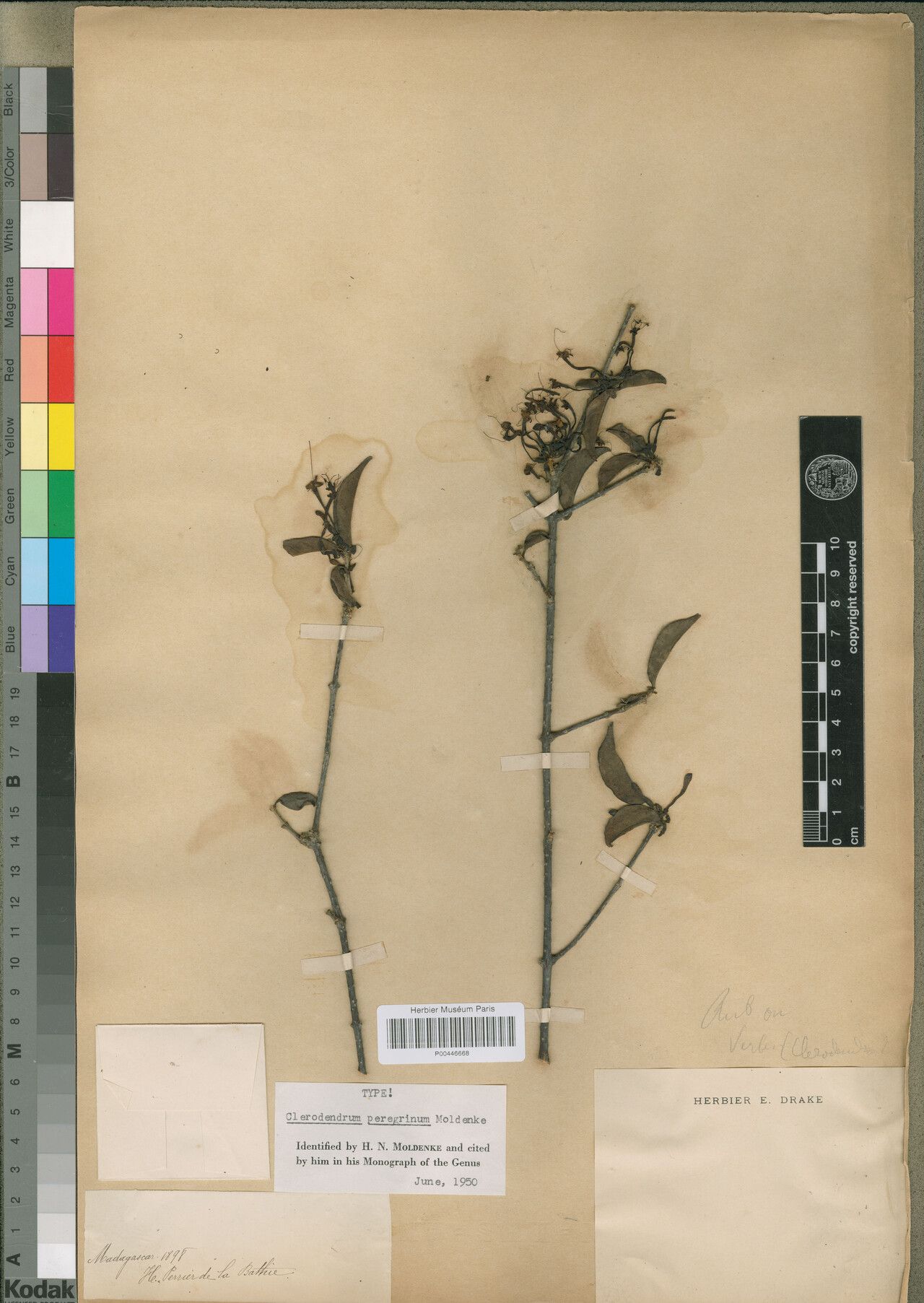 Clerodendrum peregrinum — houseplant care guide