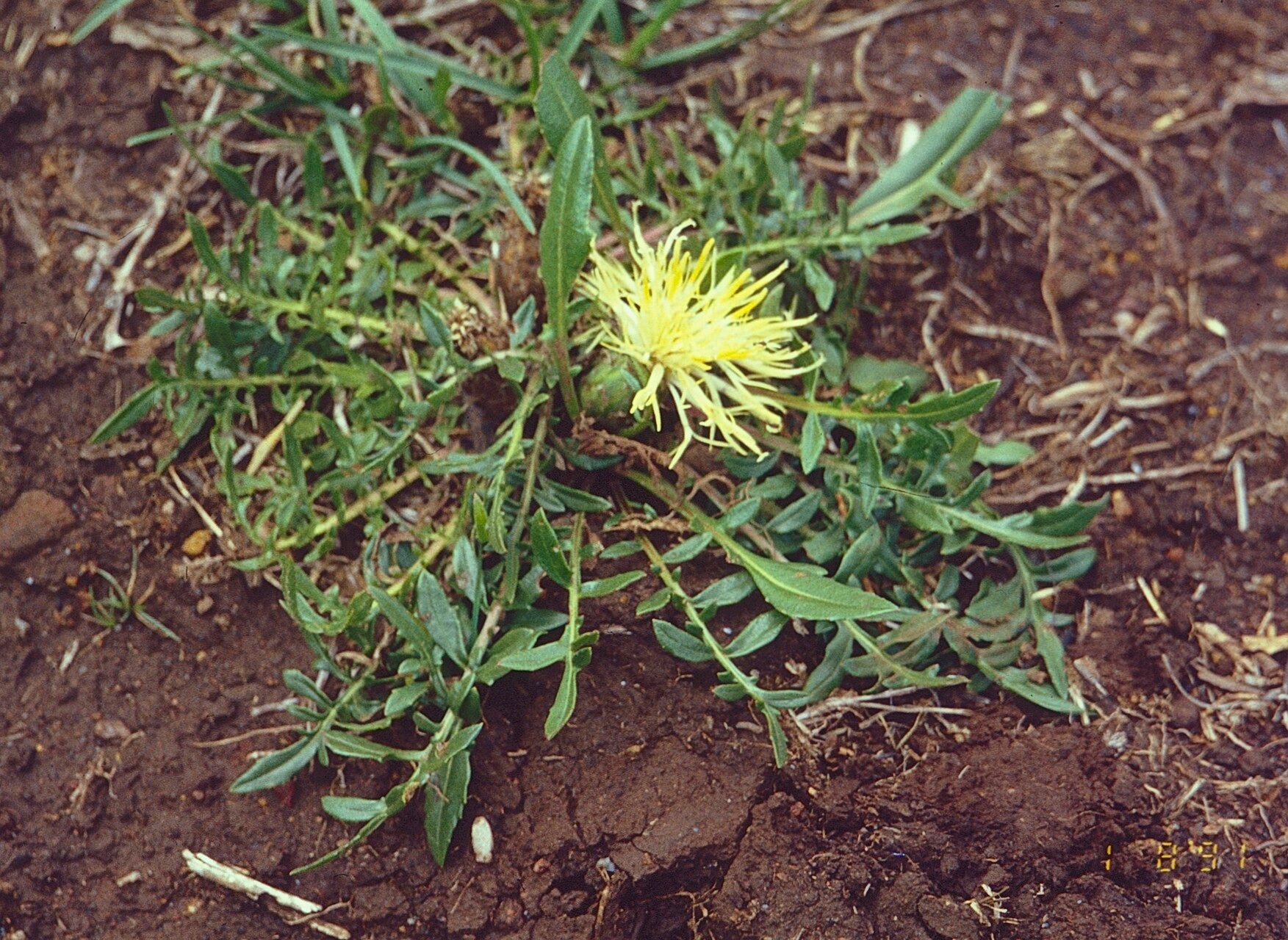 Centaurea ultreiae — houseplant care guide