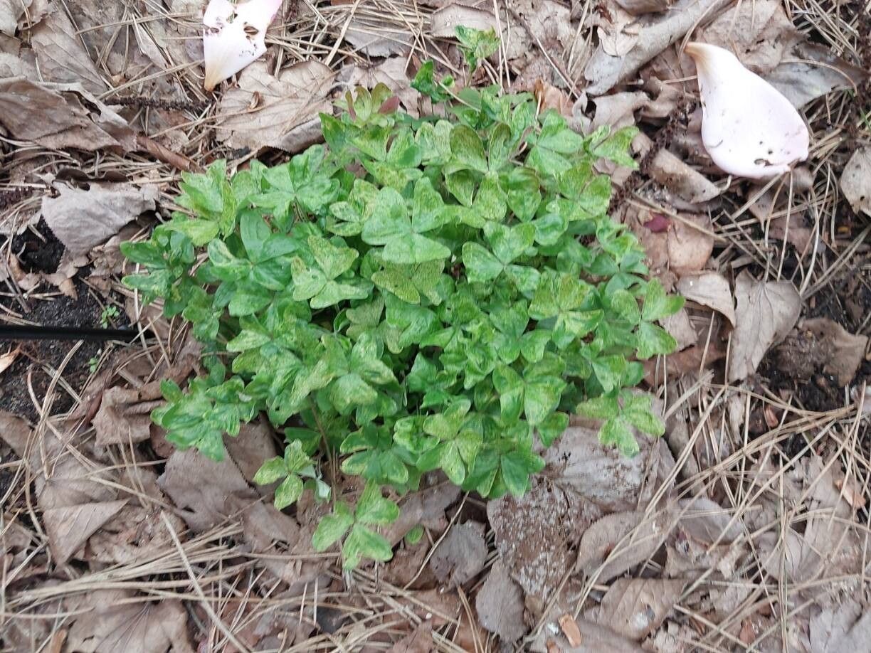Oxalis griffithii habit
