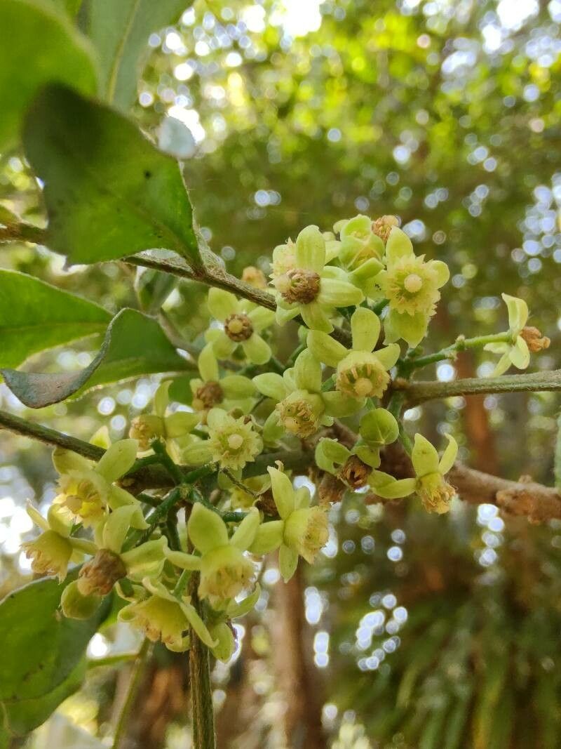 Trichilia havanensis flower