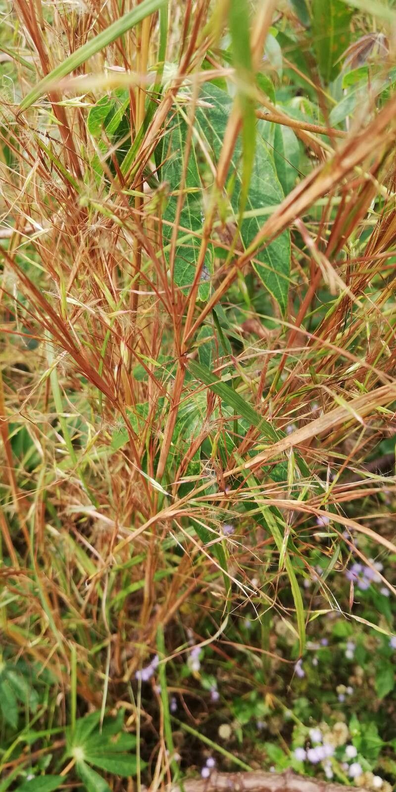 Hyparrhenia familiaris — houseplant care guide