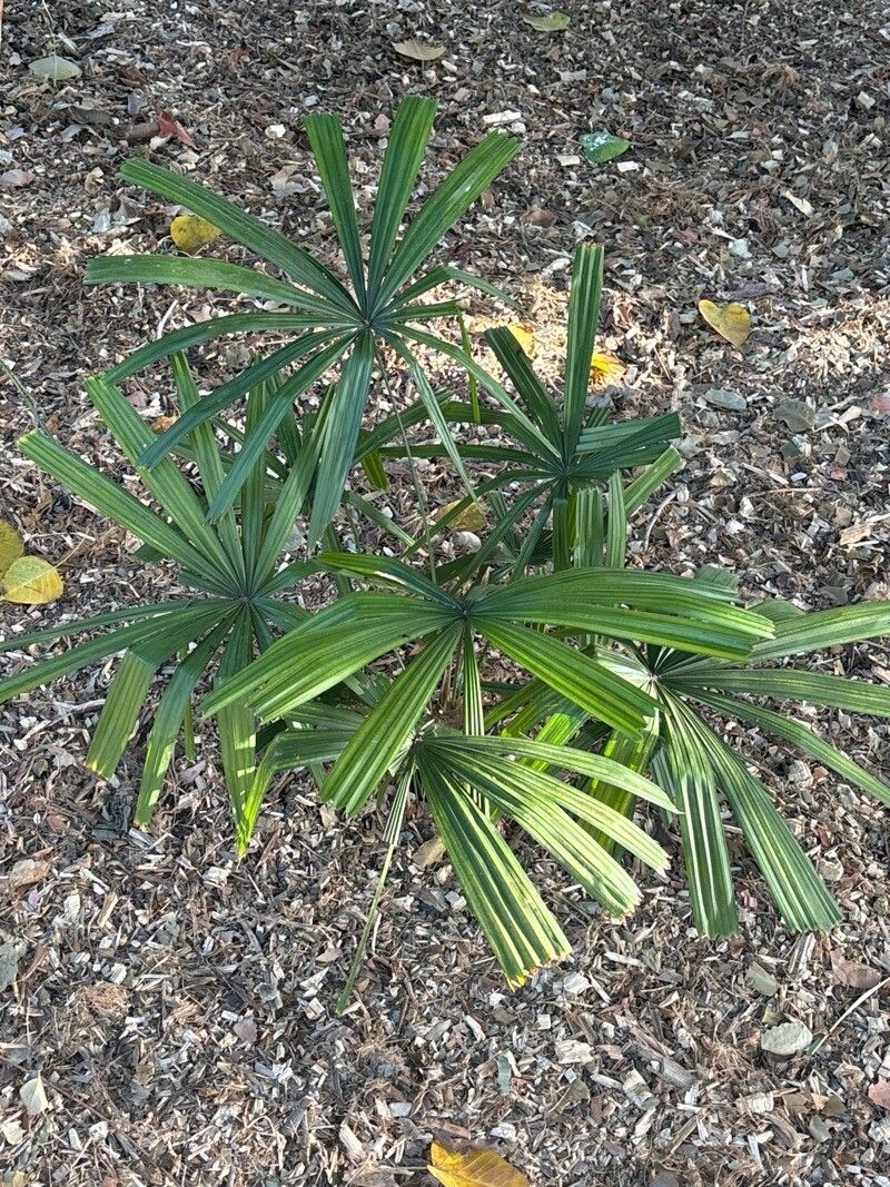 Licuala fordiana leaf