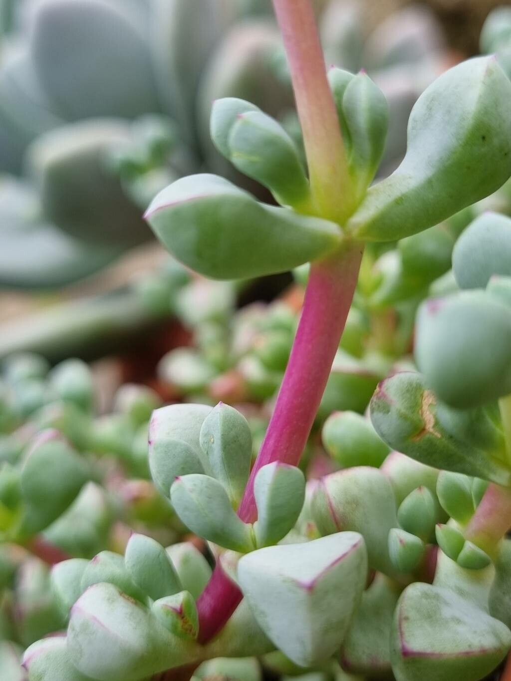 Oscularia deltoides bark