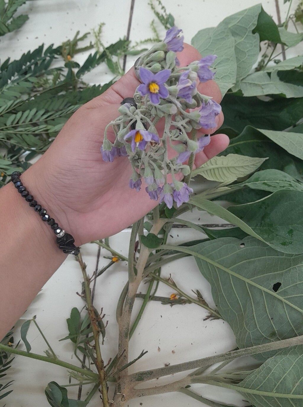 Solanum riparium flower