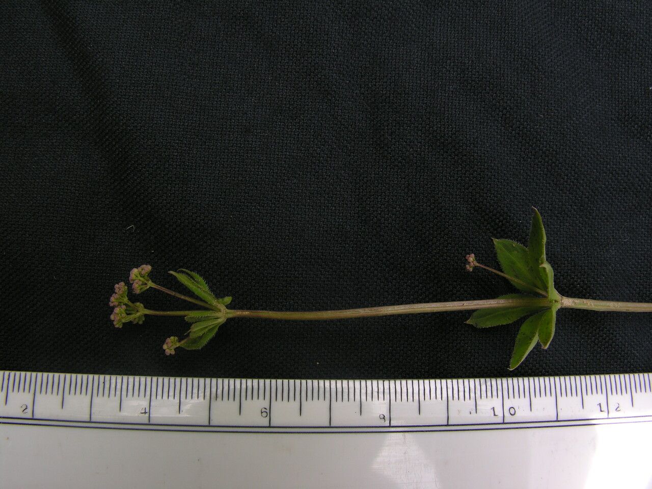 Galium hoffmeisteri other