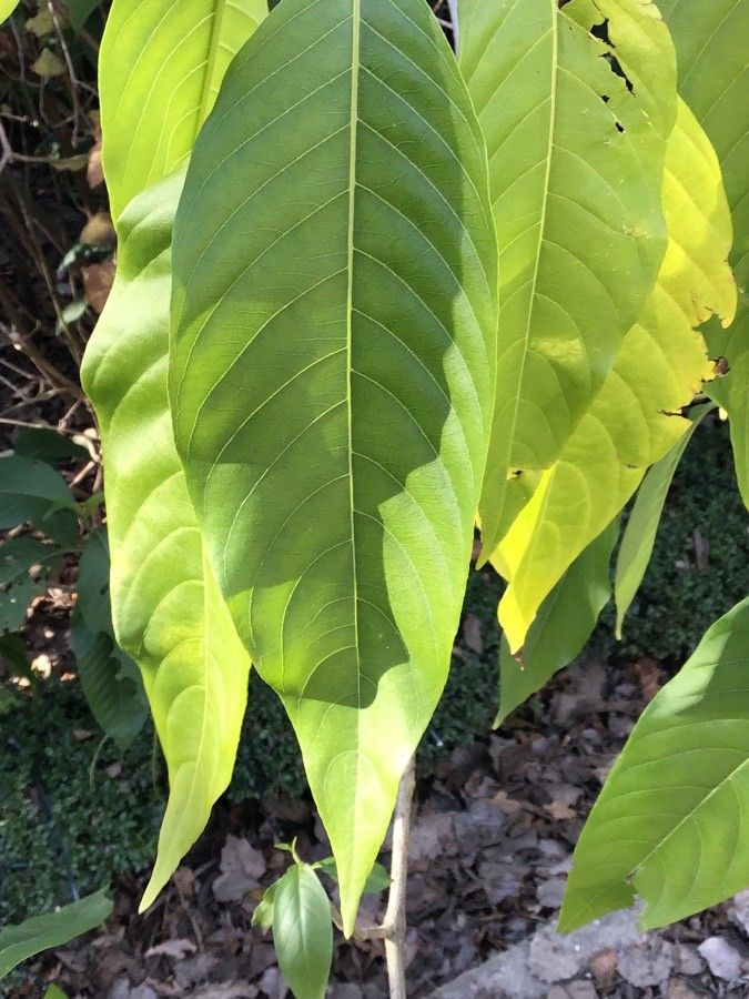 Justicia adhatoda leaf