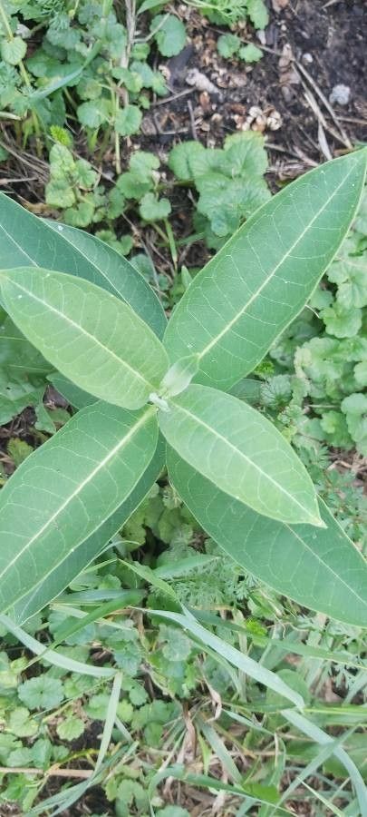 Asclepias sullivantii leaf