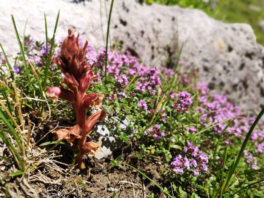 Orobanche alba — related species from the same genus