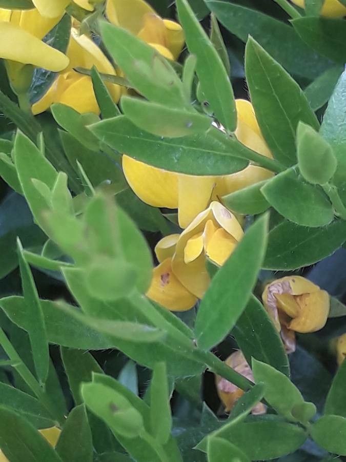 Genista carinalis other