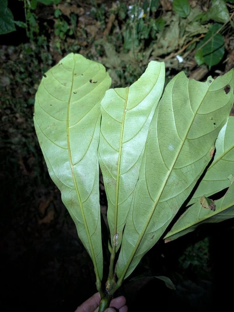 Uapaca staudtii leaf