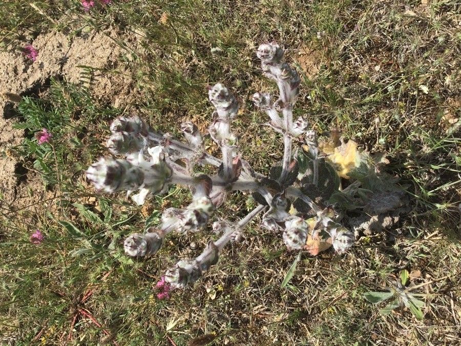 Salvia aethiopis leaf