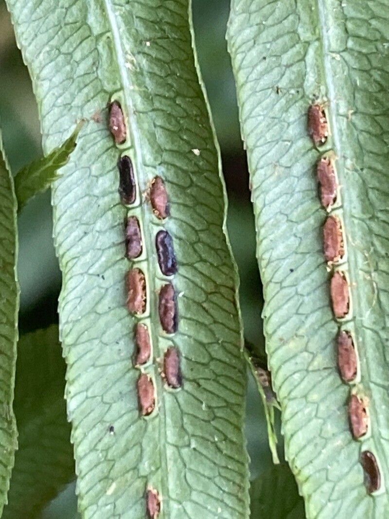Woodwardia radicans fruit