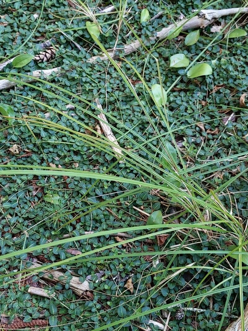 Scleria lithosperma — houseplant care guide