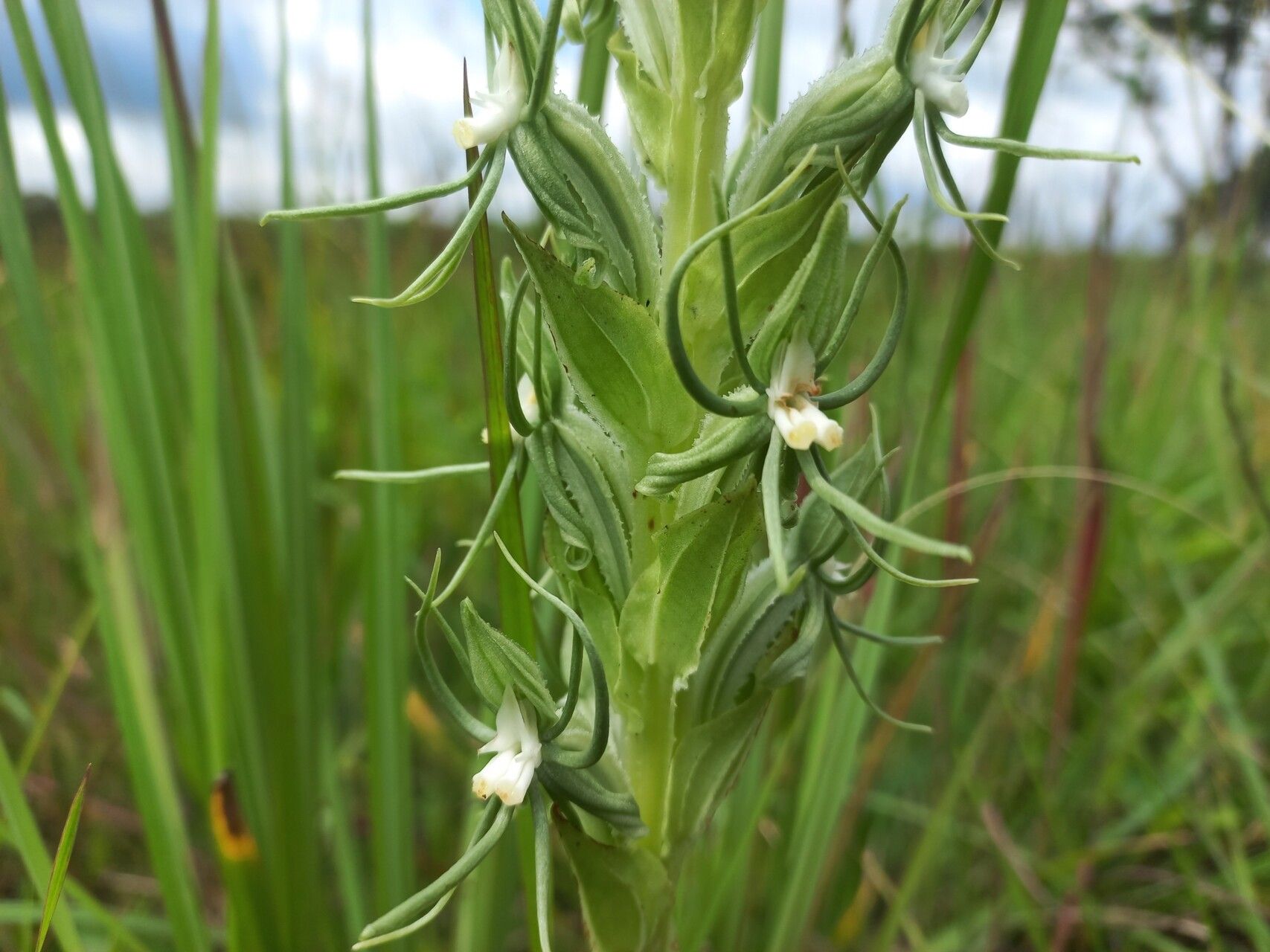 Habenaria lindblomii flower