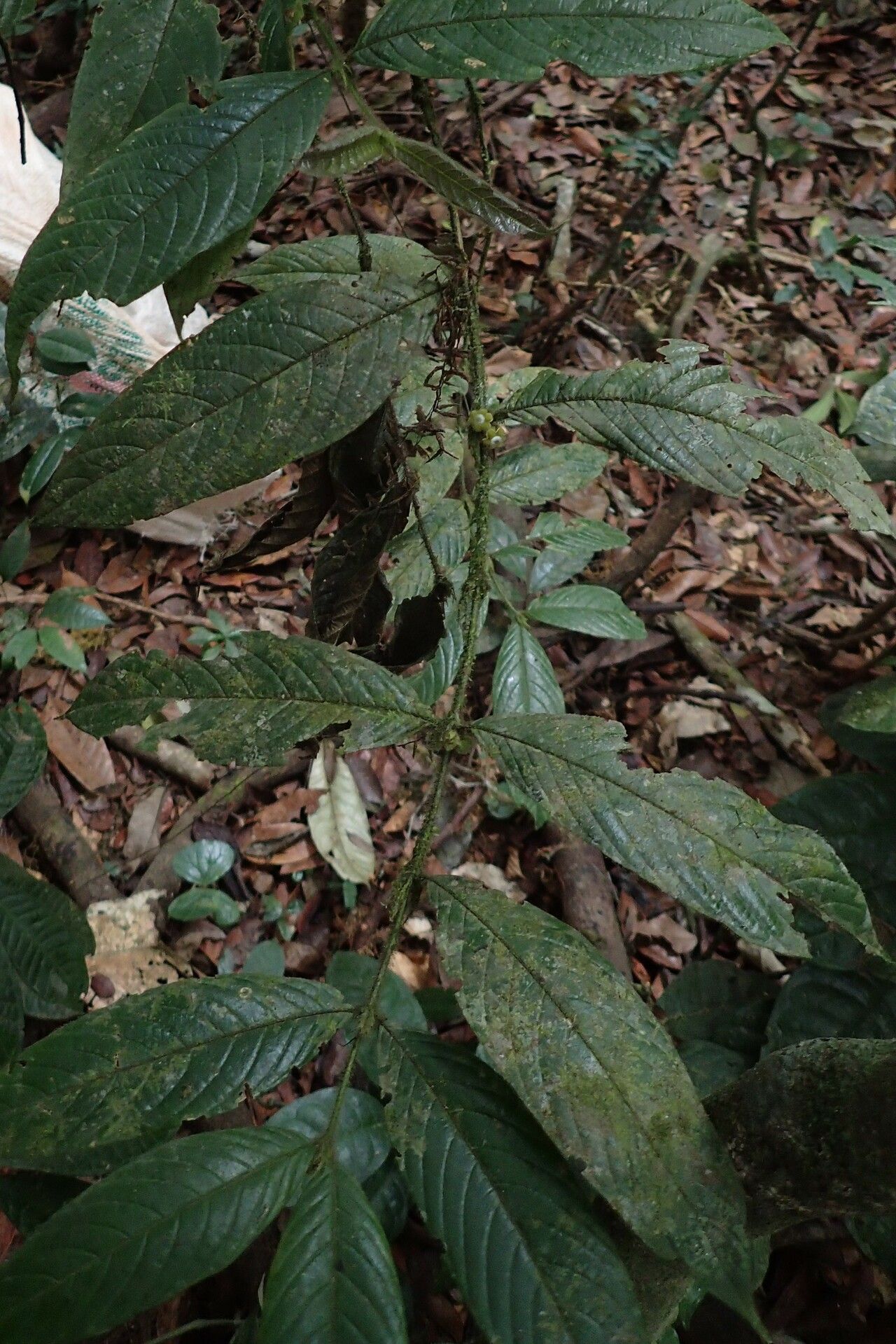 Pauridiantha schumannii habit
