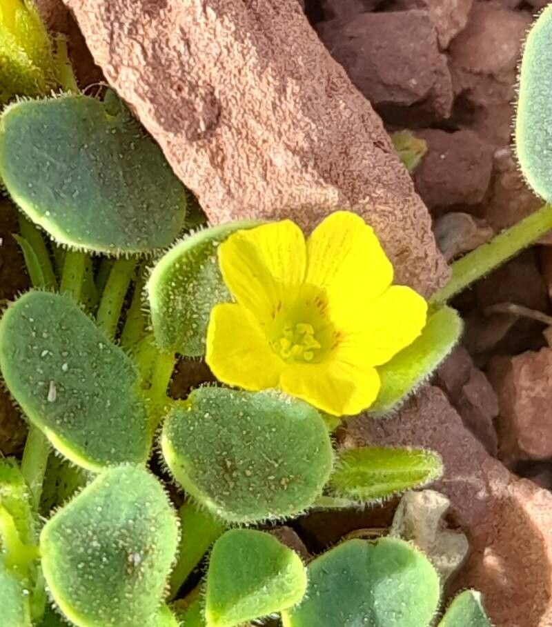 Oxalis cotagaitensis flower