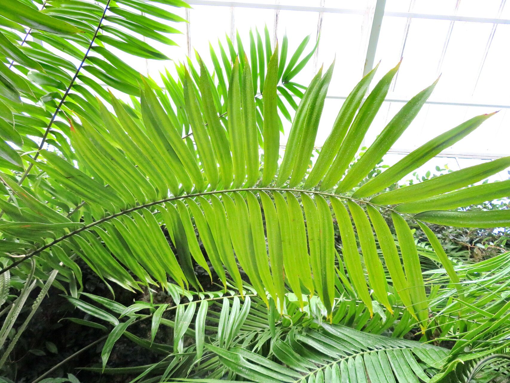 Zamia lindenii — houseplant care guide