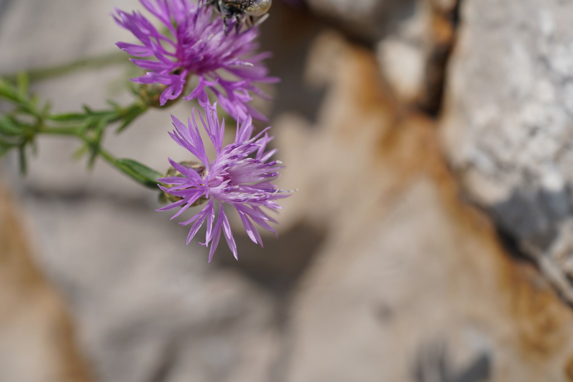 Centaurea glaberrima flower