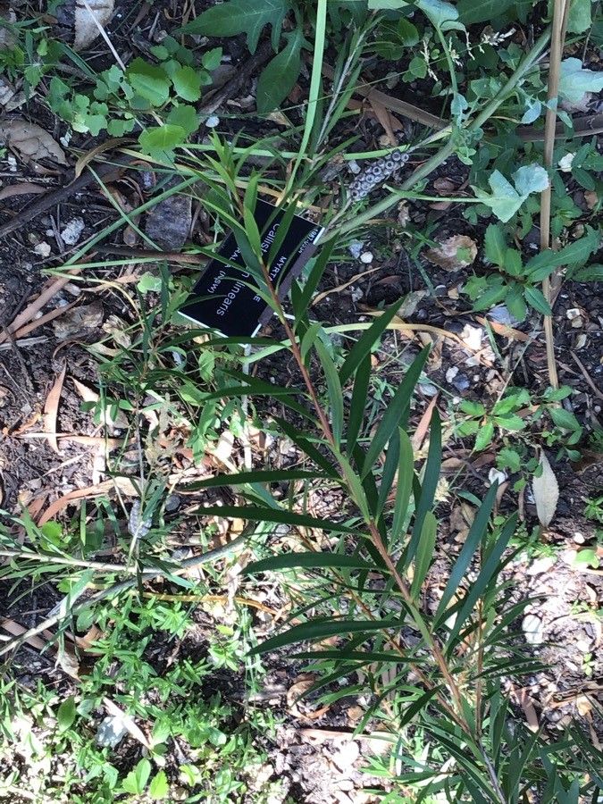 Callistemon linearis leaf