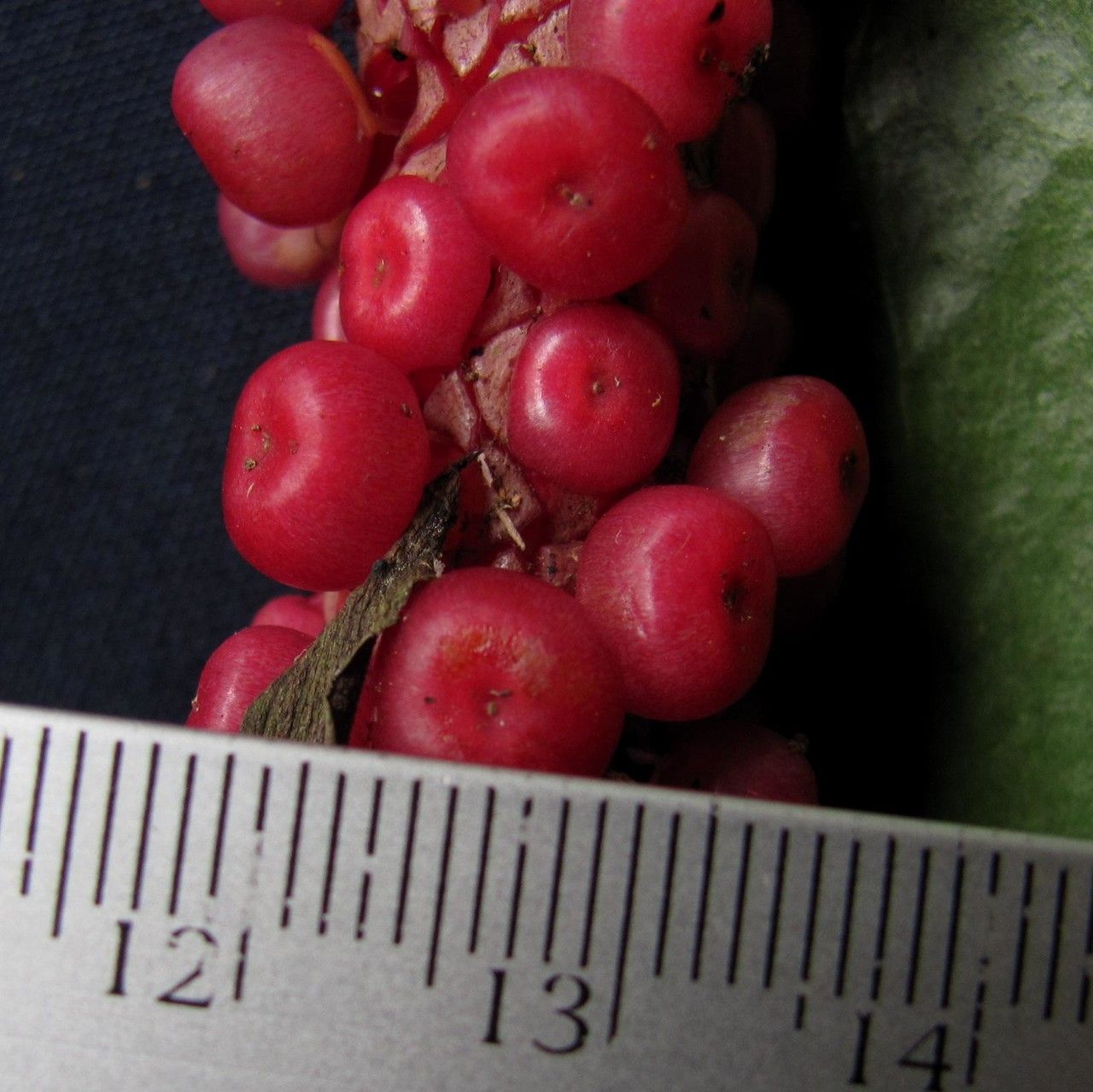 Anthurium ramonense fruit