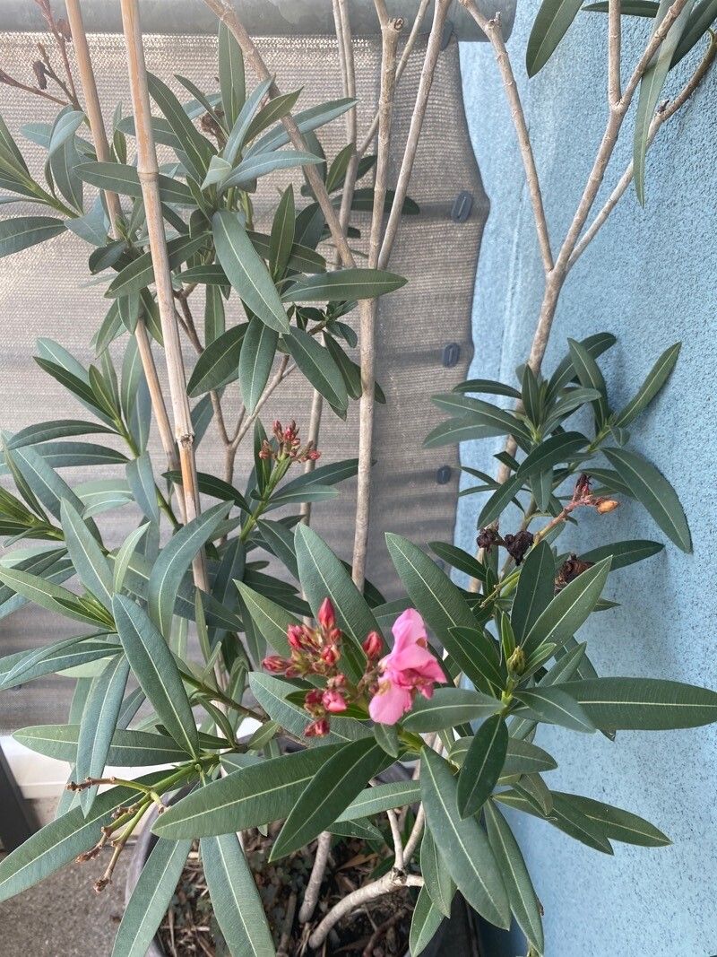 Nerium indicum x Nerium oleander leaf