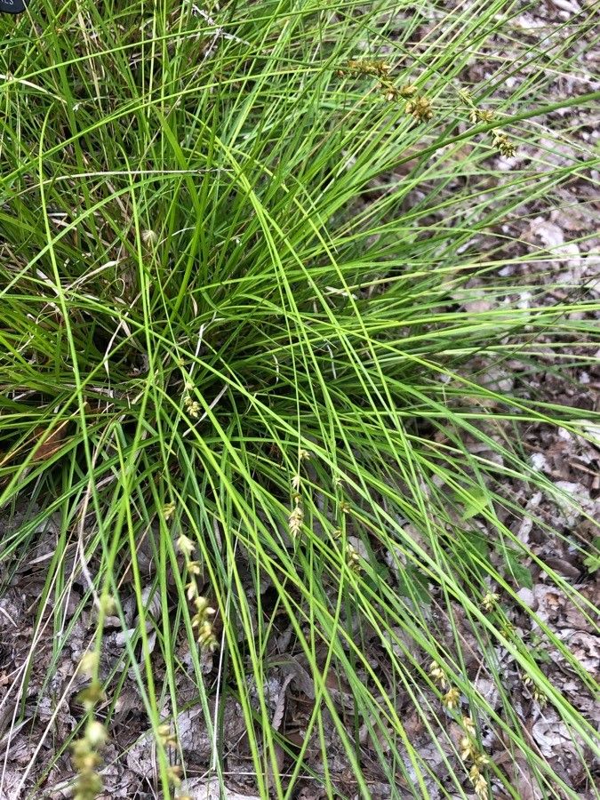 Carex rorulenta — houseplant care guide