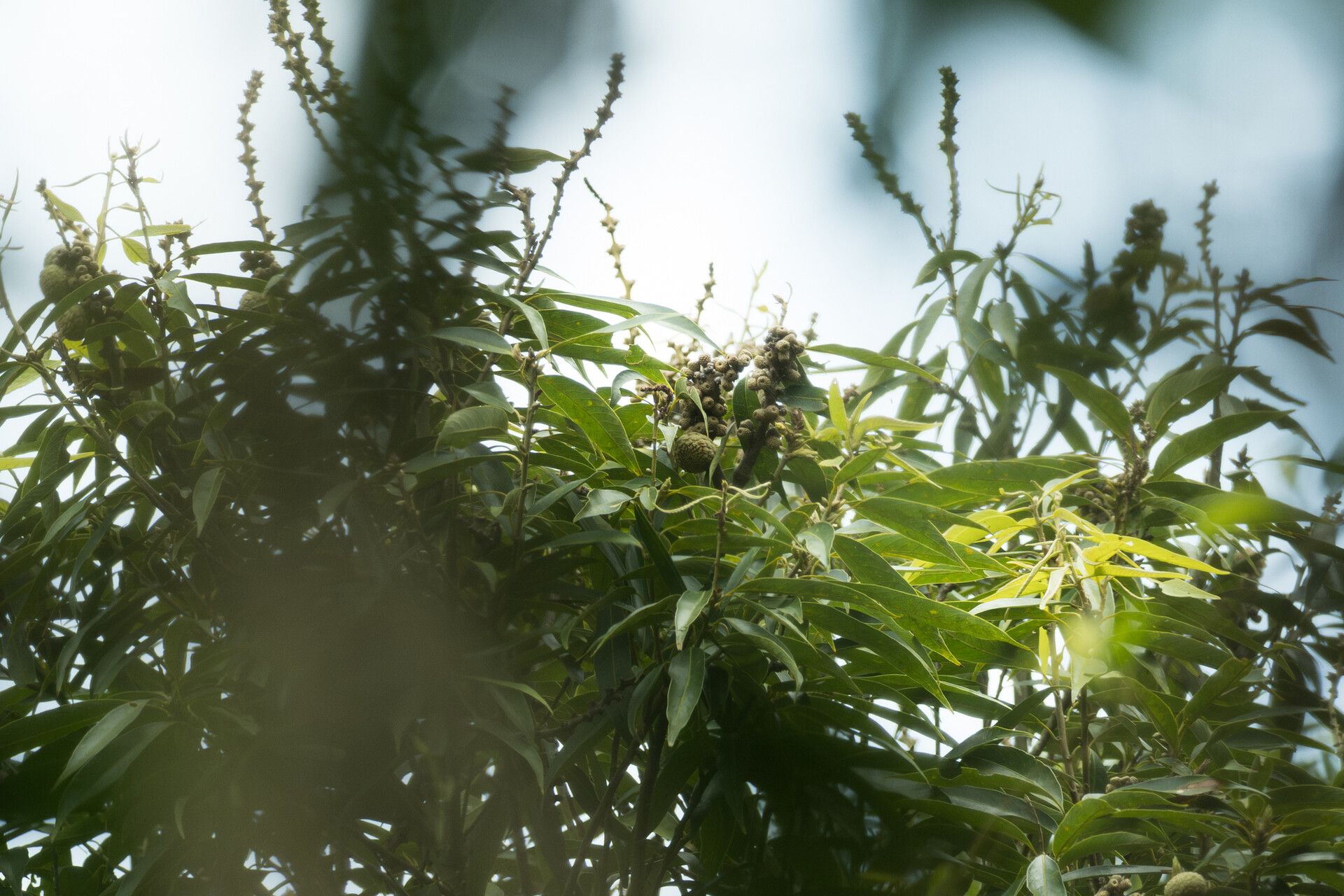 Lithocarpus elizabethae — search result for 'Lithocarpus'