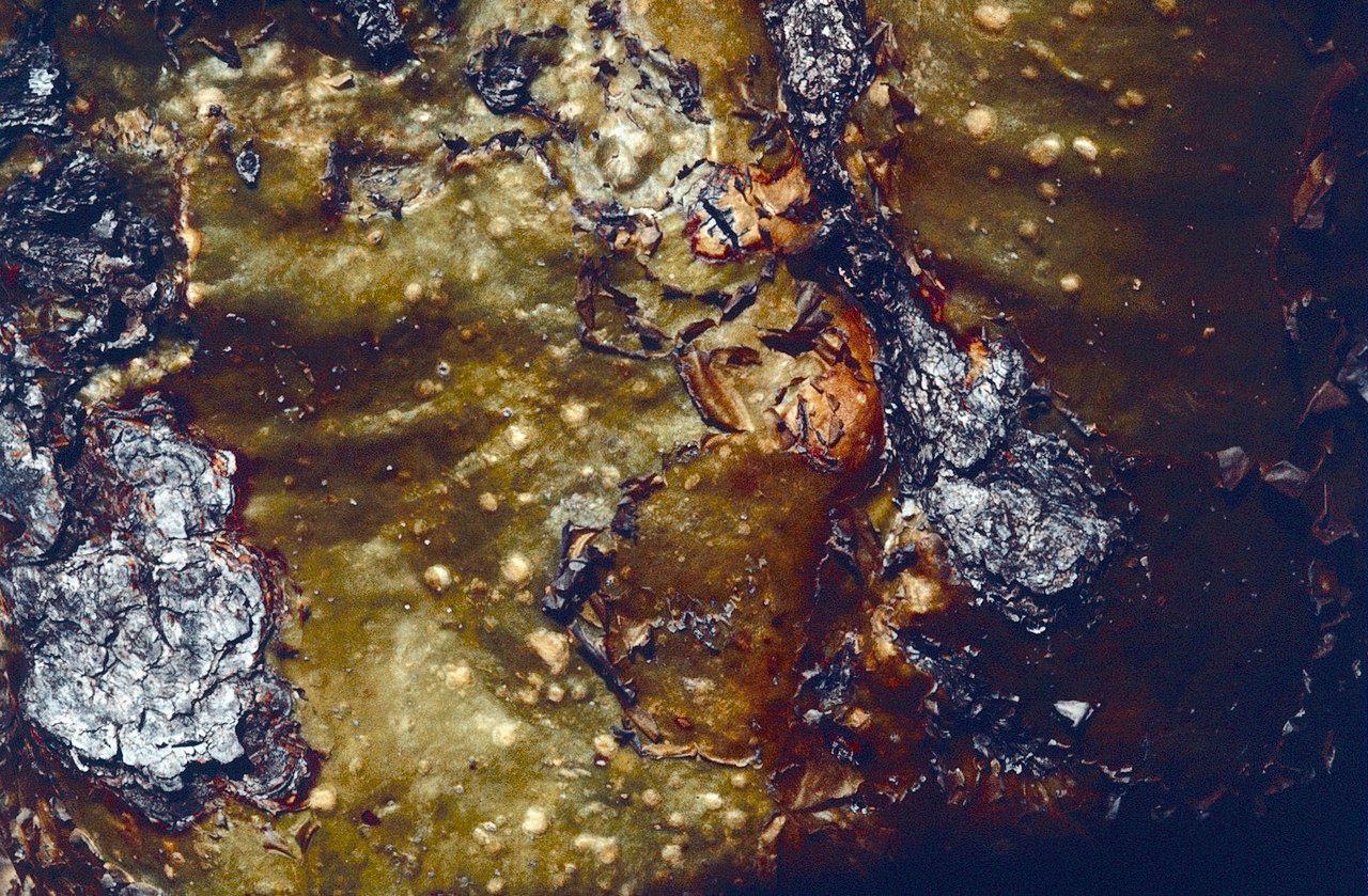 Fouquieria formosa bark