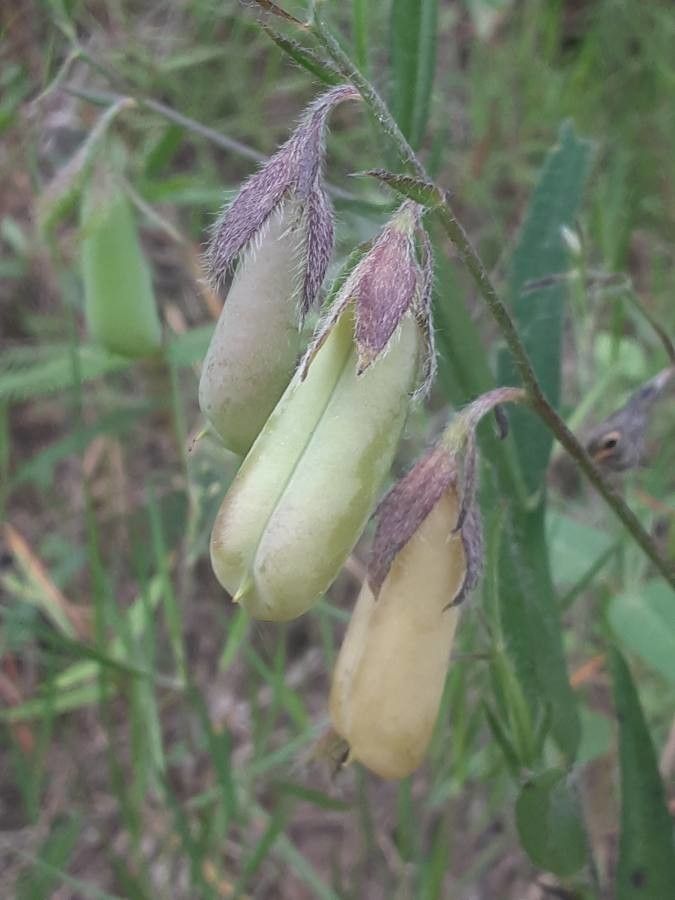 Crotalaria sagittalis fruit