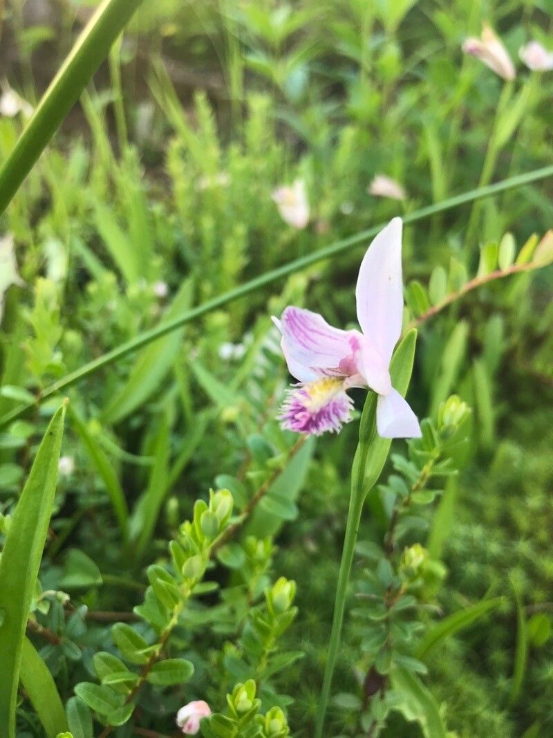 Pogonia ophioglossoides flower