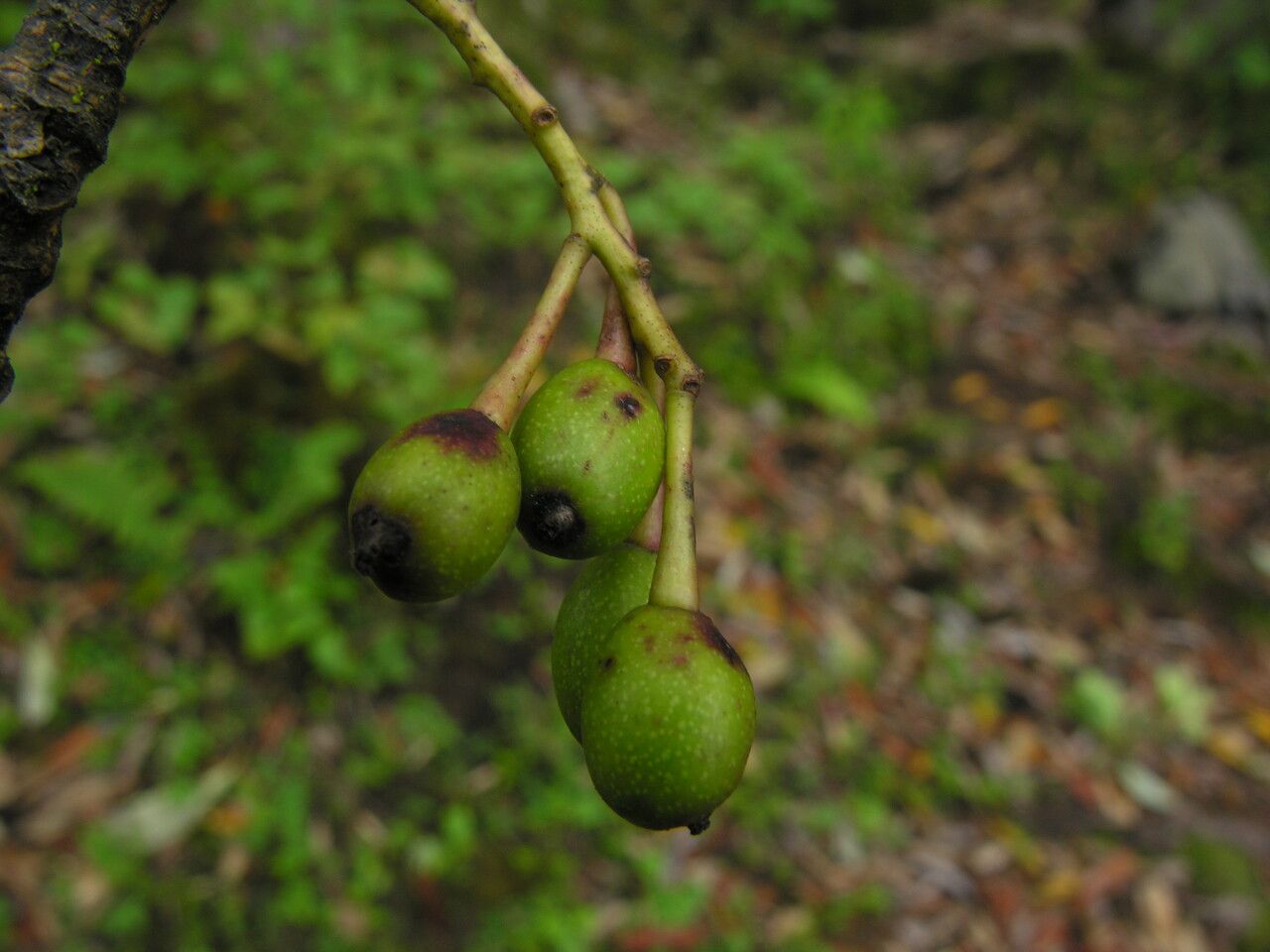 Daphniphyllum himalense — related species from the same genus
