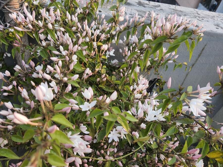 Jasminum elongatum flower