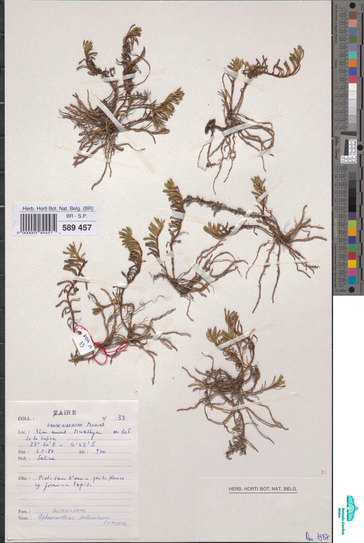 Sphaeranthus salinarum — houseplant care guide