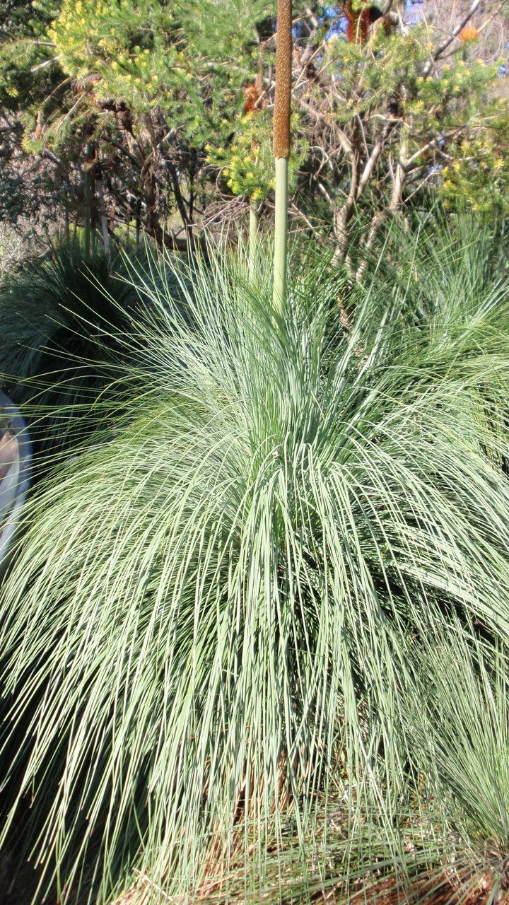 Xanthorrhoea resinosa — houseplant care guide