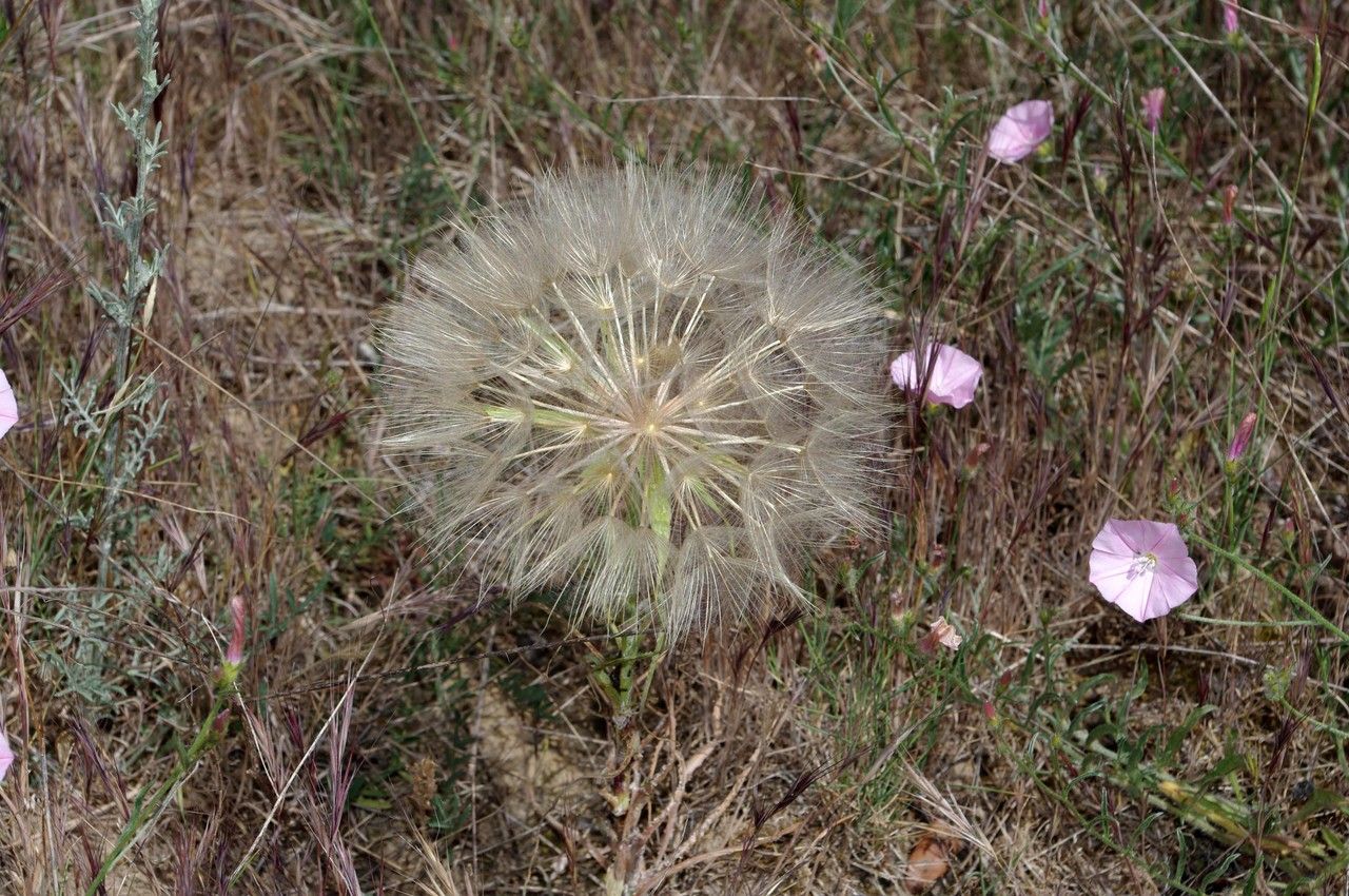Tragopogon angustifolius fruit