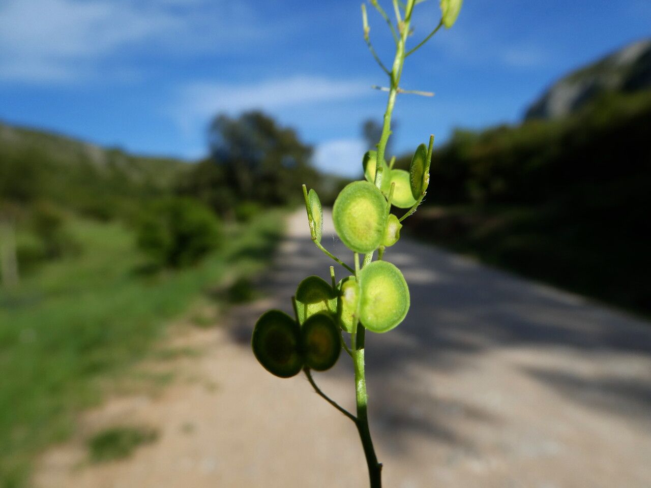 Biscutella mediterranea fruit