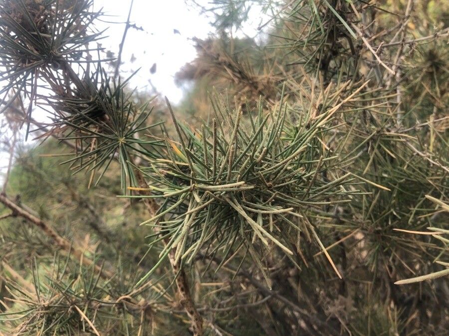 Asparagus arborescens — houseplant care guide