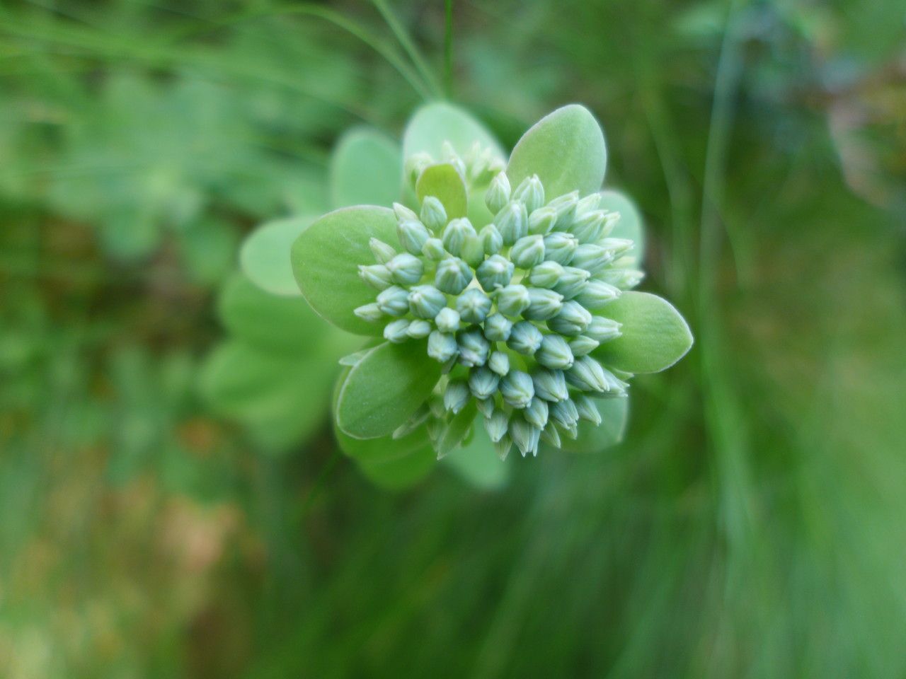 Telephium imperati flower