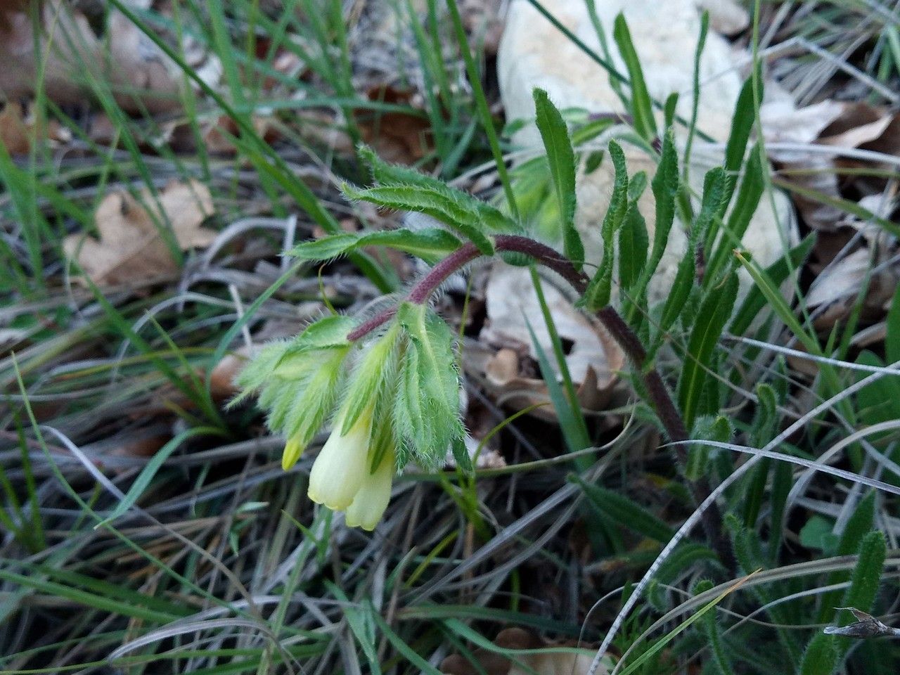 Onosma helvetica habit