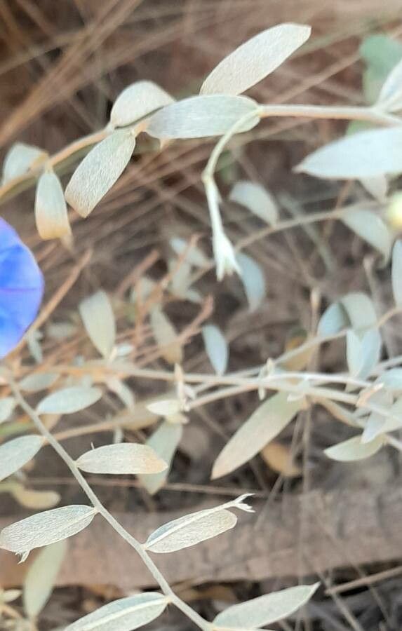 Evolvulus arizonicus — related species from the same genus