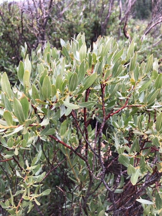 Salix drummondiana — houseplant care guide