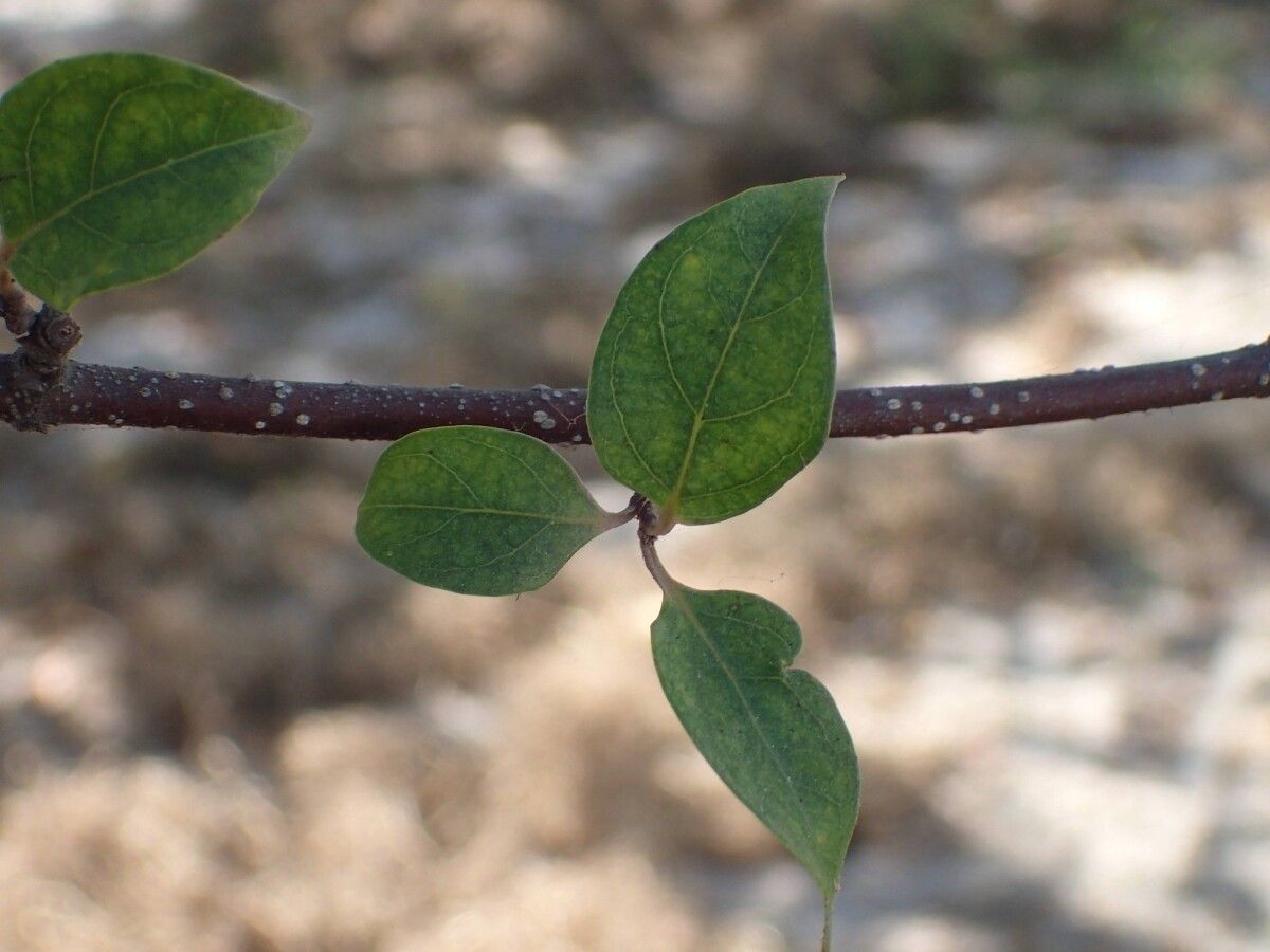 Strophanthus sarmentosus leaf