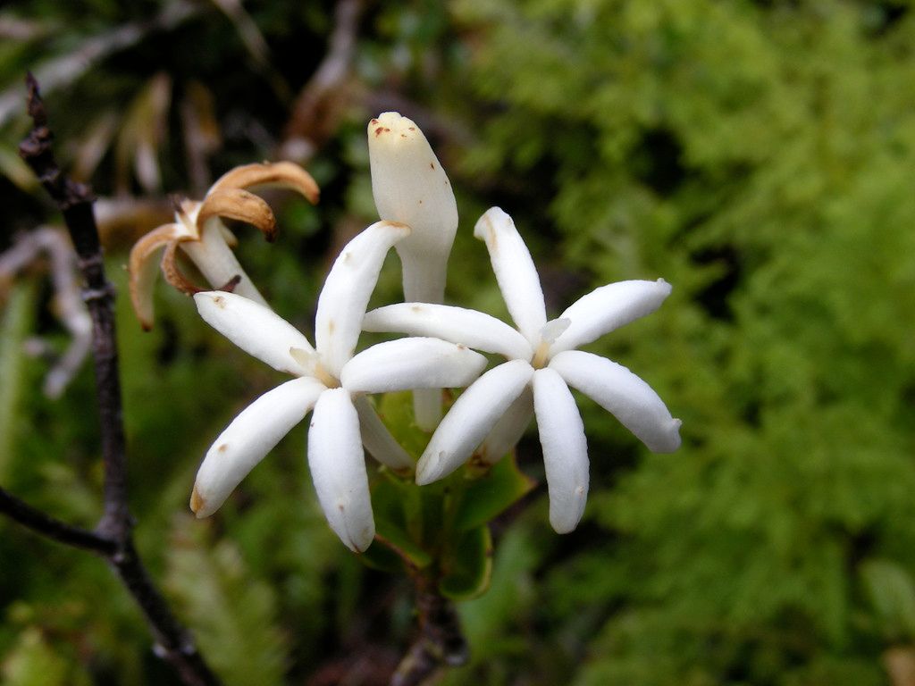 Psychotria gneissica flower