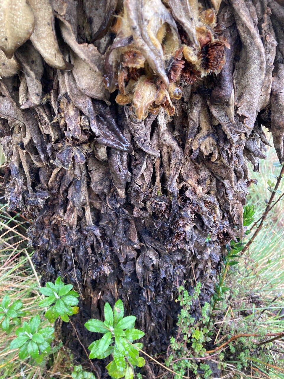 Espeletia pycnophylla bark